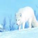 &clubs;SNOWFOX&clubs;